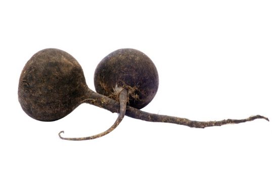 Image de Radis rouge